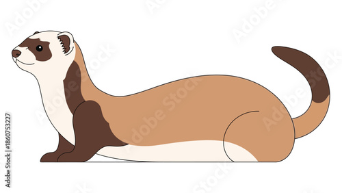 Ferret vector illustration with brown and tan fur lying isolated on white background