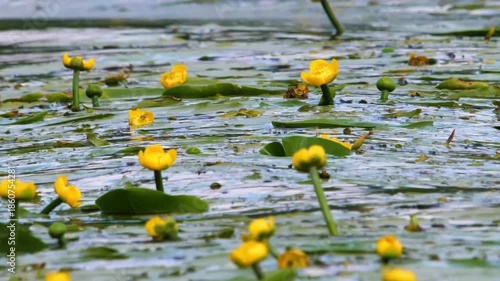 Footage capturing a serene natural scene of yellow water lilies, also known as brandy bottles or spatterdocks, floating on the calm surface of a pond or lake in the picturesque Southern Urals region o