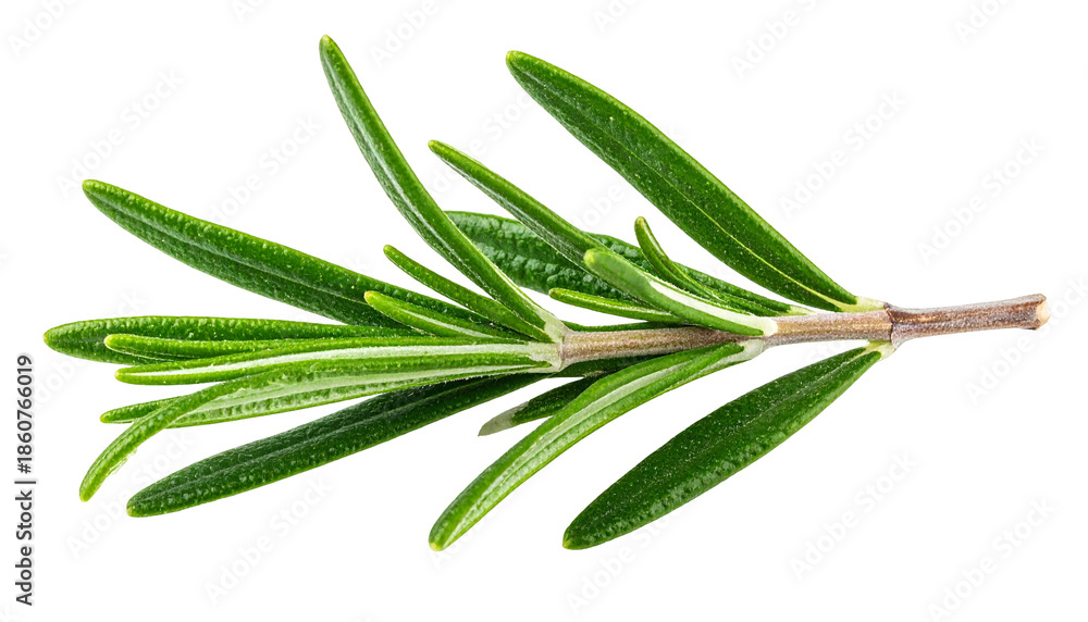 Fototapeta premium Close-up of a sprig of fresh, green rosemary, showcasing its needle-like leaves against black