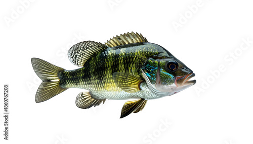 A colorful fish with stripes and a vibrant face is isolated against a black background