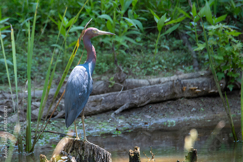 Tri-colored Heron perched