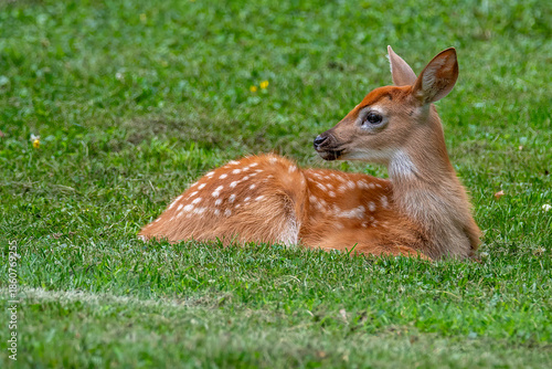 Whitetailed deer fawn bedded