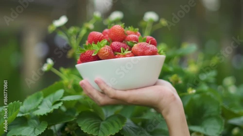 Baby child boy teenager toddler holding bowl with strawberries. Close up of healthy fruit snack. Fresh harvest, full of vitamins, tasty natural food, symbol of organic farming and rural lifestyle.