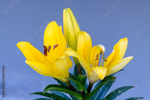 Yellow Lily flowers in bloom