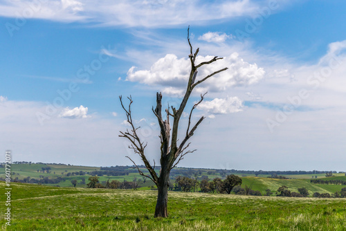 Tranquil Spring countryside in the Central West of NSW