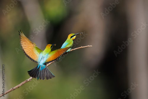 Colourful and beautiful wild rainbow bee-eater (Merops ornatus) landing on a perch meeting its mate, Perth, Western Australia