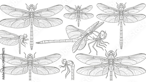 Set of Detailed Dragonfly Sketches and Line Art Drawings Isolated on White Background for Science, Nature, and Biology Educational Projects.