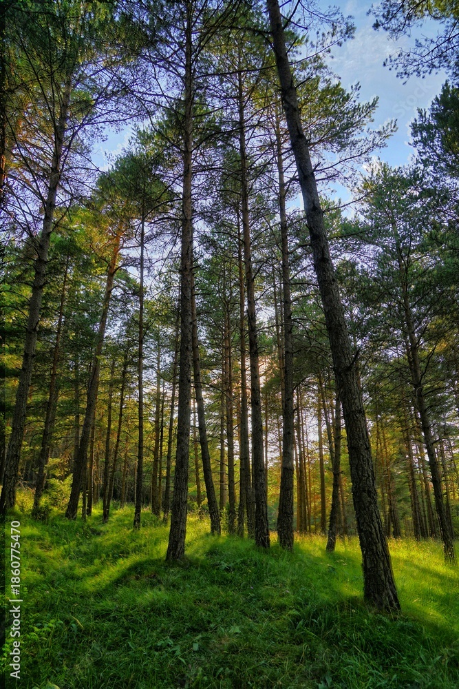 Fototapeta premium Beautiful natural landscape of the forest mountains in the summer time. Rainforest ecosystem, forested mountain. Natural scenery tropical green forest. Travel photo, nobody
