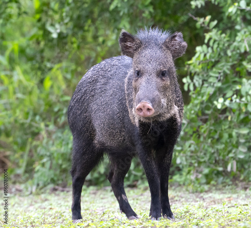 The collared peccary (Dicotyles tajacu) running at  Bentsen-Rio Grande Valley State Park, Texas
