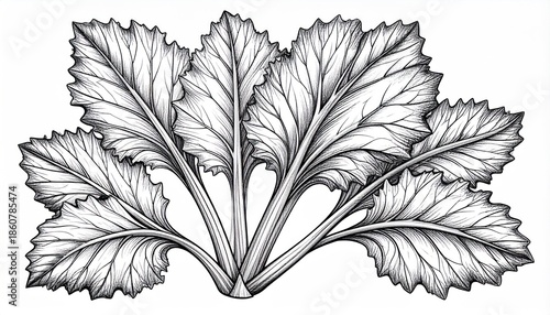 Detailed Line Art Illustration of Turnip Greens with Intricate Veins.