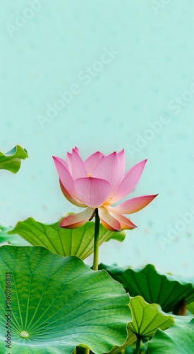 Pink Lotus Buds Slowly Unfolding in the Center of Lotus Leaves Against Light Cyan Background
