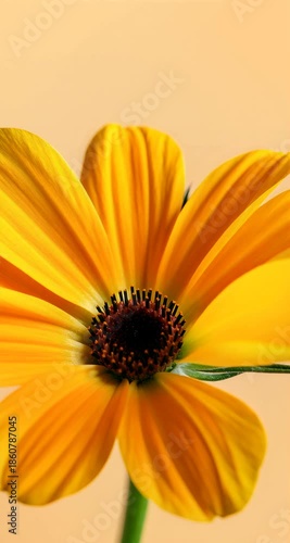 Buds of Coreopsis Blooming Against Light Orange Background
