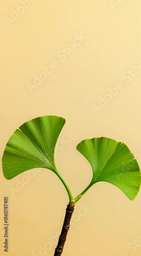 Silver-White Young Leaves Germinating from Branch Husks Against Light Yellow Background
