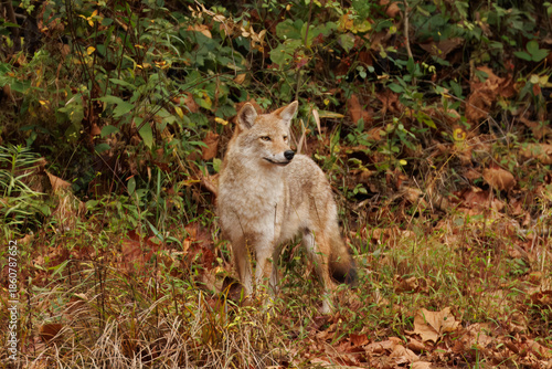 Coyote Standing in Dense Woodland Habitat