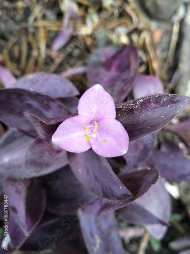 purple orchid flower