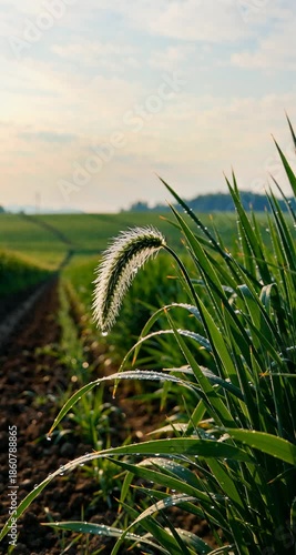 Dewdrops Falling on Imperata Cylindrica Spikes Swaying in the Wind Against Silver-Green Background
