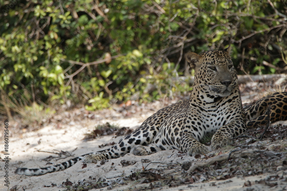 Fototapeta premium Sri Lankan Leopards in Wilpattu National Park, Sri Lanka 