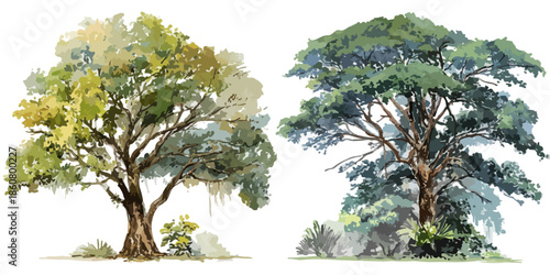 Deux illustrations d'arbres luxuriants aux feuillages variés, peintes à l'aquarelle, sur fond transparent pour un design écologique.