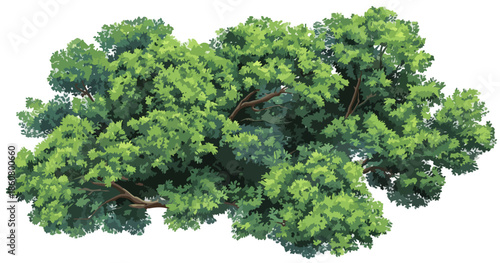 Dense feuillage d'arbre vert vif isolé, parfait pour des compositions graphiques nécessitant un fond transparent.