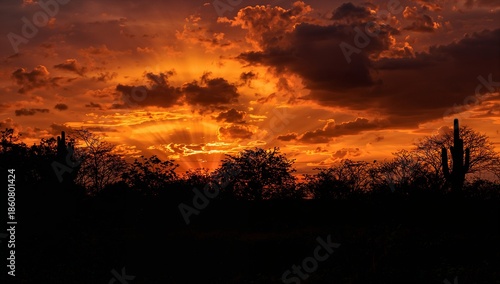 Dramatic desert sunset with crepuscular rays piercing through clouds over silhouetted trees