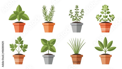 Assortment of Fresh Potted Herbs for Culinary and Decorative Purposes
