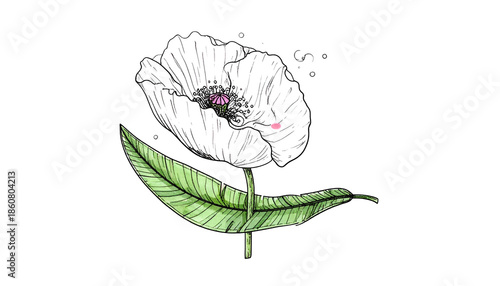 Delicate white flower with green leaf, drawn illustration style, black background
