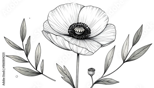 Detailed monochrome illustration of a poppy flower with leaves, bud, & stem on a black background