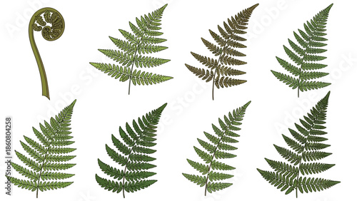 Botanical Illustration of Fern Fronds and a Young Fern Shoot