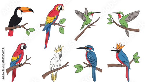 collection of colorful tropical birds perched on tree branches isolated on white background