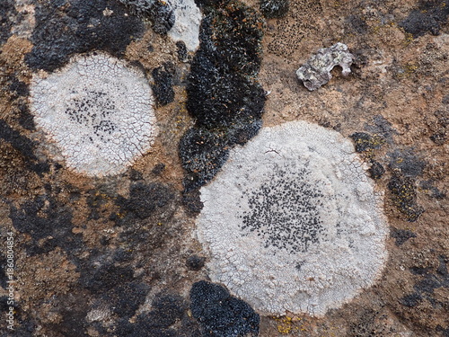 Photography Klamath Falls, OR, USA - July 4, 2025: Black and white Tile Lichen growing on a rock wall