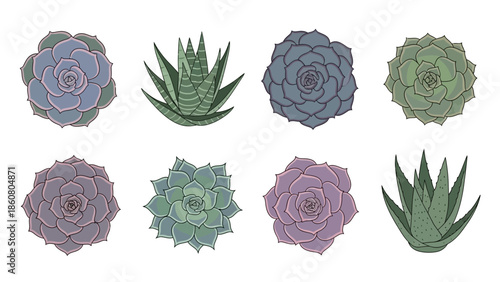 Collection of diverse succulent plants in various colors and shapes on a white background