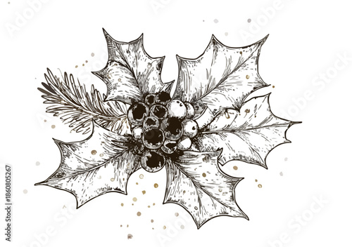 Ilustração botânica de azevinho e bagas com um ramo de pinho, em estilo gravura, ideal para decorações de Natal com fundo transparente.
