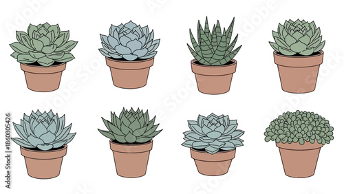 Collection of potted succulent plants in various shapes and colors