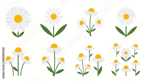 Collection of simple flat design daisy flowers isolated on a white background