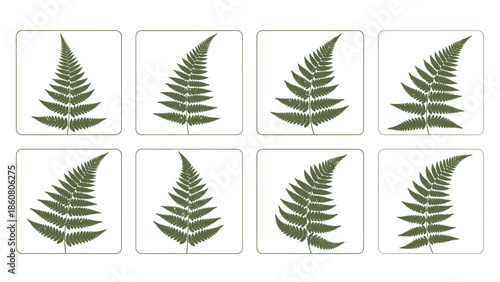 Diverse Fern Leaf Illustrations in a Grid Layout for Nature-Inspired Designs