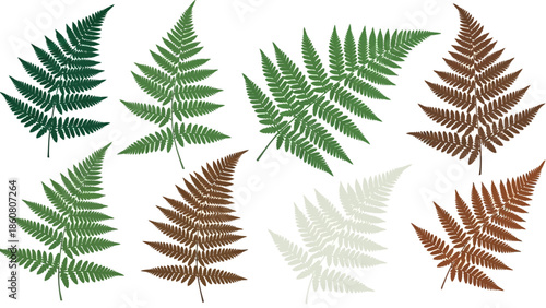 A collection of detailed fern frond illustrations in various shades of green brown and white