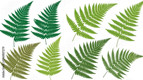 A collection of digitally illustrated green fern fronds against a white background