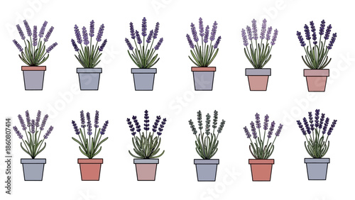 A collection of potted lavender plants in various colorful containers arranged neatly in rows