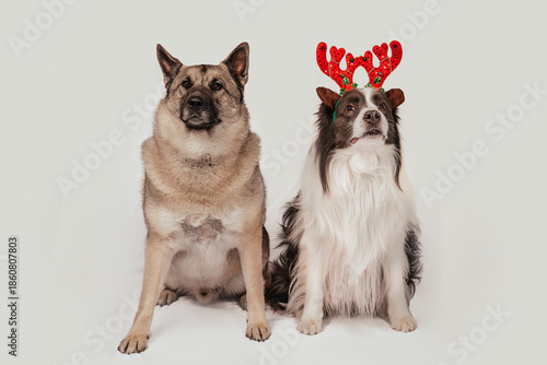 Funny Dogs wearing reindeer antlers 