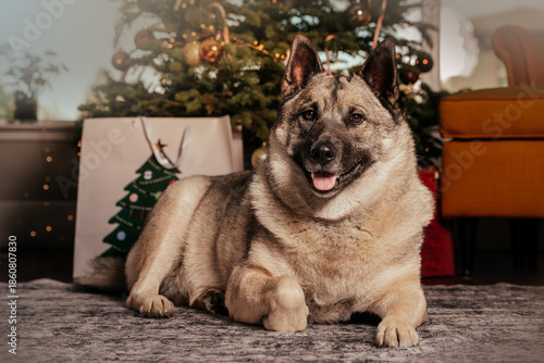 Christmas dog Elk hound near the Christmas Tree