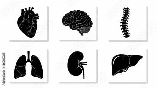 Collection of Black Silhouette Icons Representing Human Organs in a Grid Layout