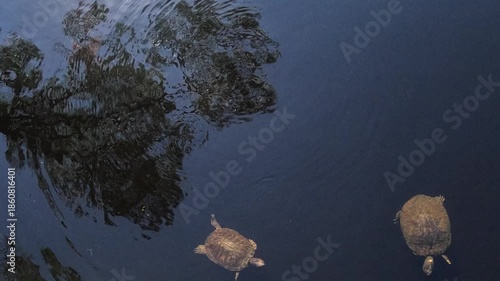 Water turtles live in the lake.