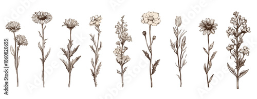 白い背景に手描きで描かれた様々な種類の花々のビンテージ風イラストレーションコレクション。デザイン素材や装飾エレメントとして透明な背景で利用可能な、繊細な植物のセット。