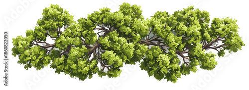 白い背景に分離された、新鮮で豊かな緑の葉を持つ木の枝のクローズアップ。透明な背景でデザイン素材として使用できる自然の要素。