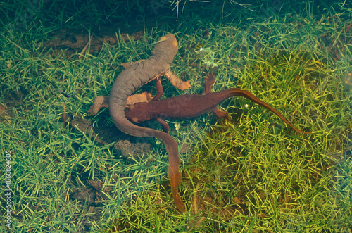 Slika na platnu Courtship of California Newts (Taricha torosa) with the female (right) and the male (left) under shallow water on the edge of a small pond
