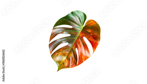 A vibrant tropical leaf with a split color gradient against a black backdrop