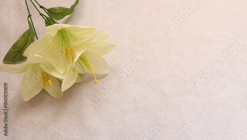 白いユリの花と余白