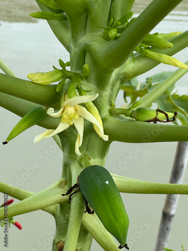 the flower of the papaya tree