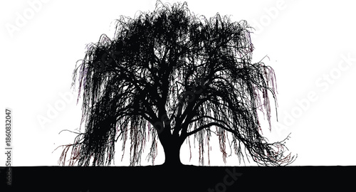 Weeping Willow Tree Silhouette Vector Illustration, Elegant Nature Landscape with Drooping Branches, Isolated Black Tree Shape on White Background