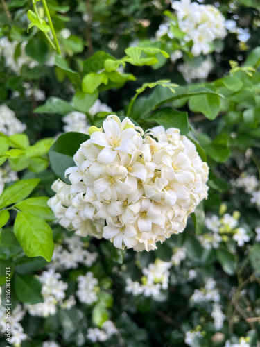 beautiful white orange jasmine flowers in the garden